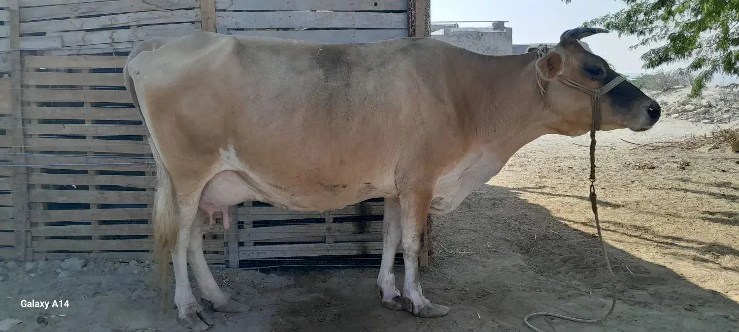 گاو شیری|حیوانات مزرعه|درگهان, |دیوار