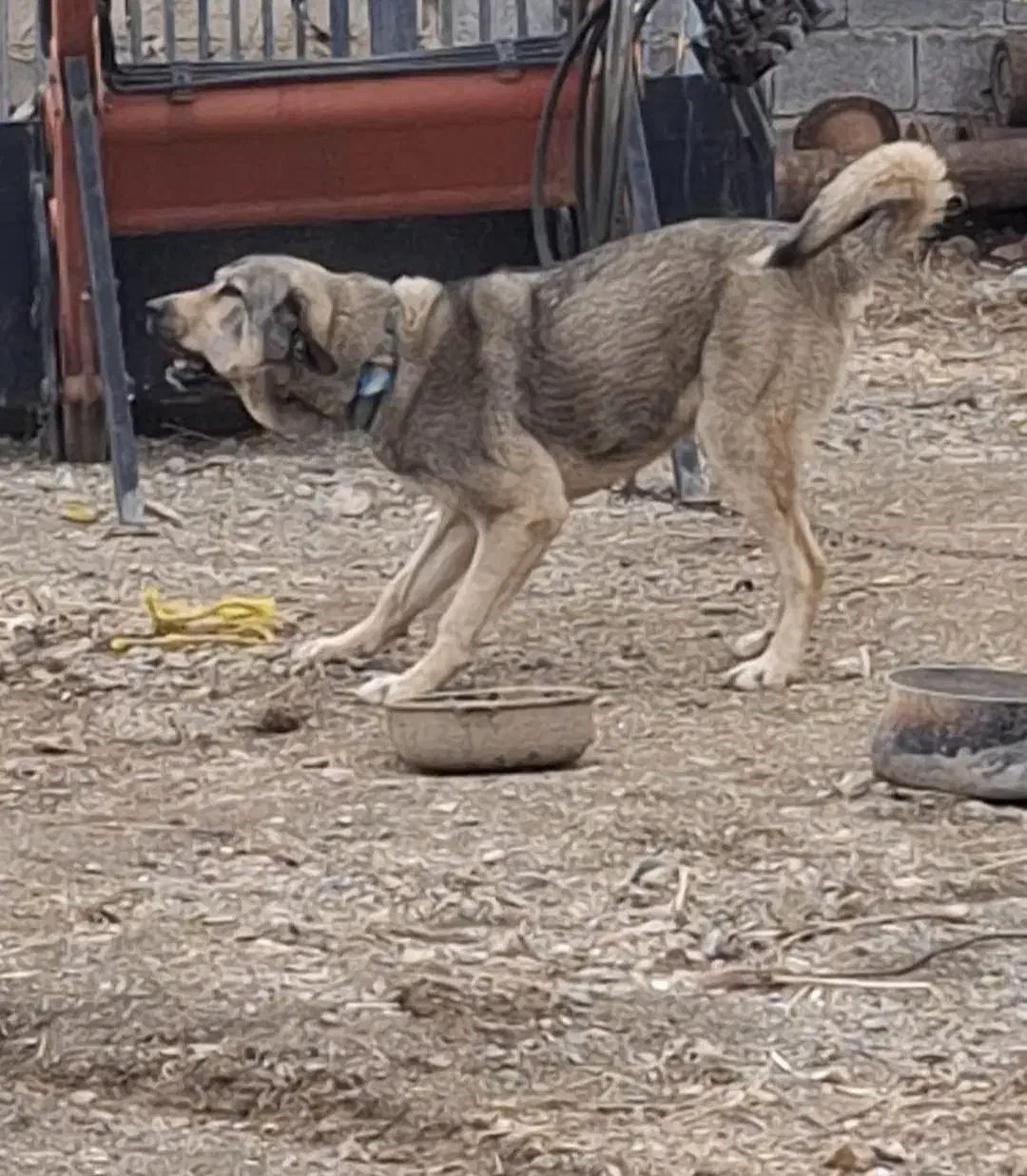 سگ پژدر|سگ|همدان, |دیوار