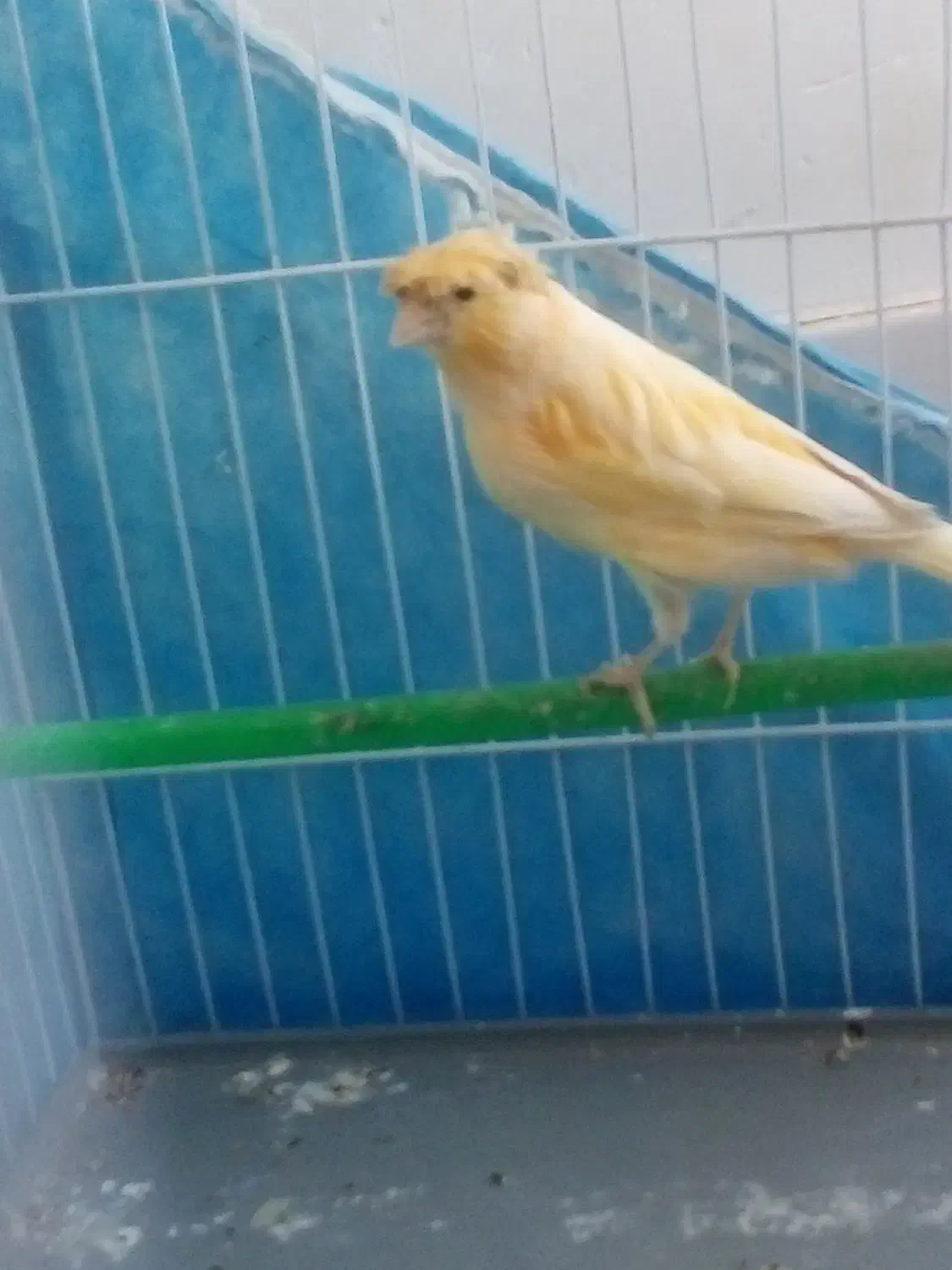 قناری عروس کوتوله مرغ عشق سهره|پرنده|سبزوار, قلعه‌نو دهزار|دیوار