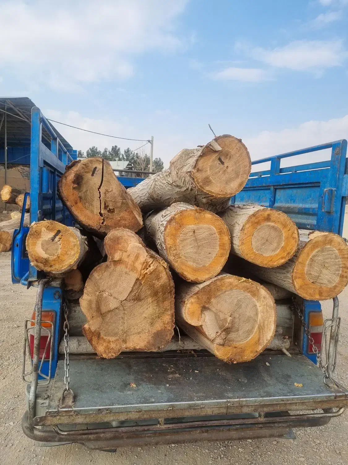 فروش چوب کبوده تحویل کارگاه|خدمات باغبانی و درختکاری|سامان, |دیوار