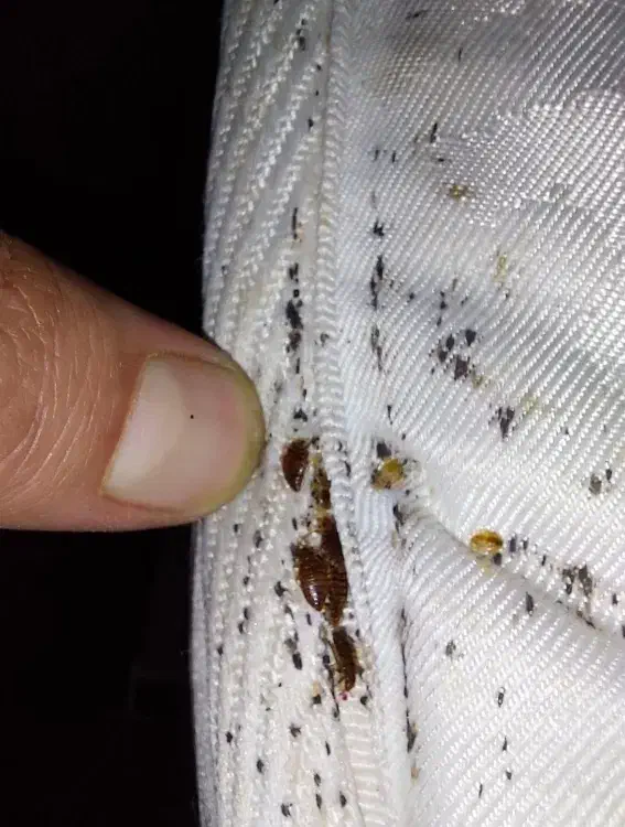 سمپاشی|خدمات نظافت|تهران, اوین|دیوار