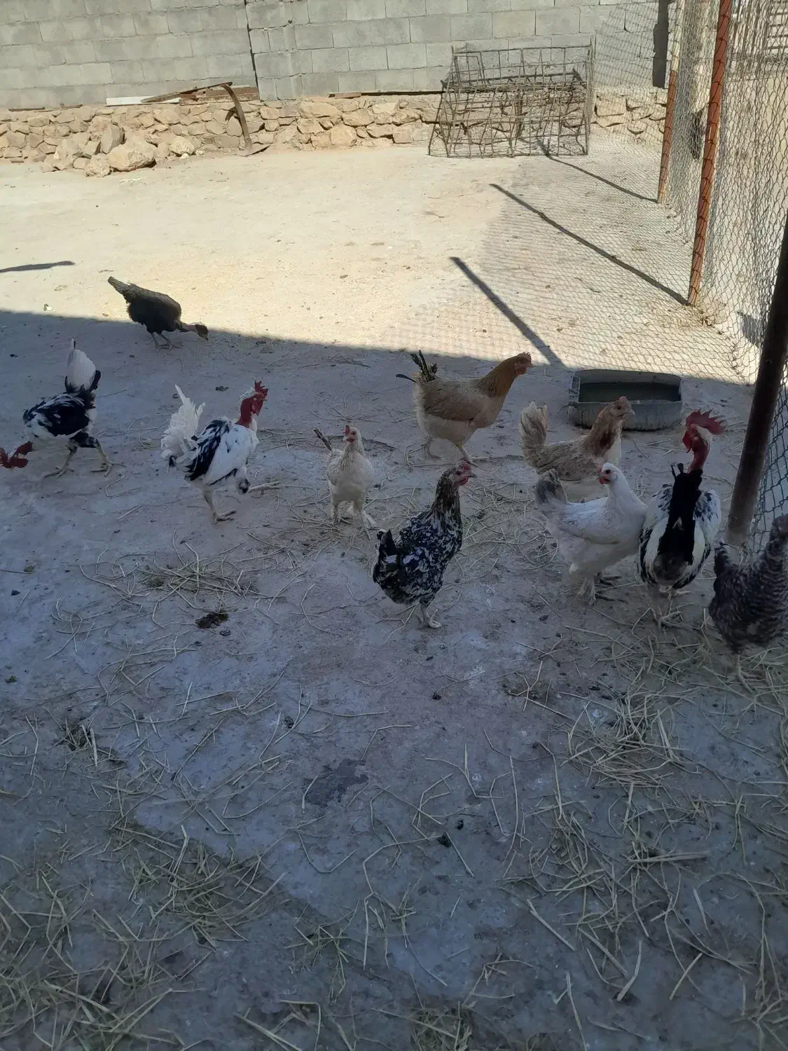 مرغ محلی دیلگونی وگلین|حیوانات مزرعه|سوق, |دیوار