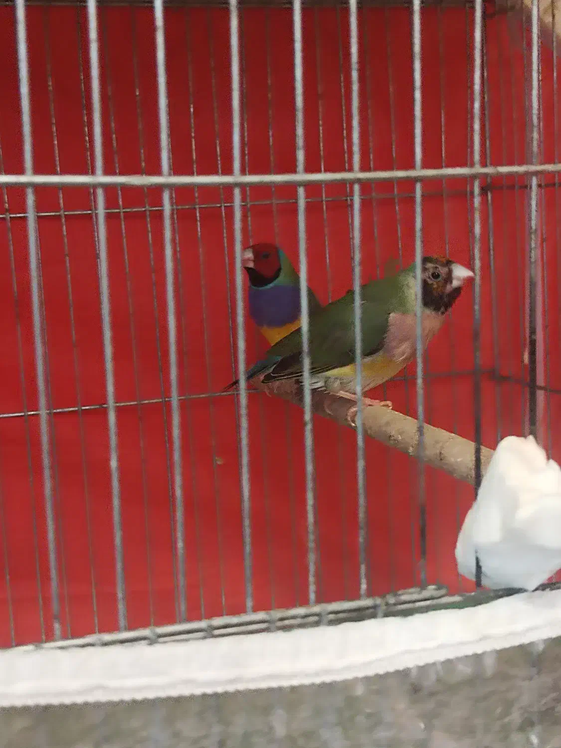 فنچ گلدین|پرنده|شیراز, شهرک گلستان شمالی|دیوار