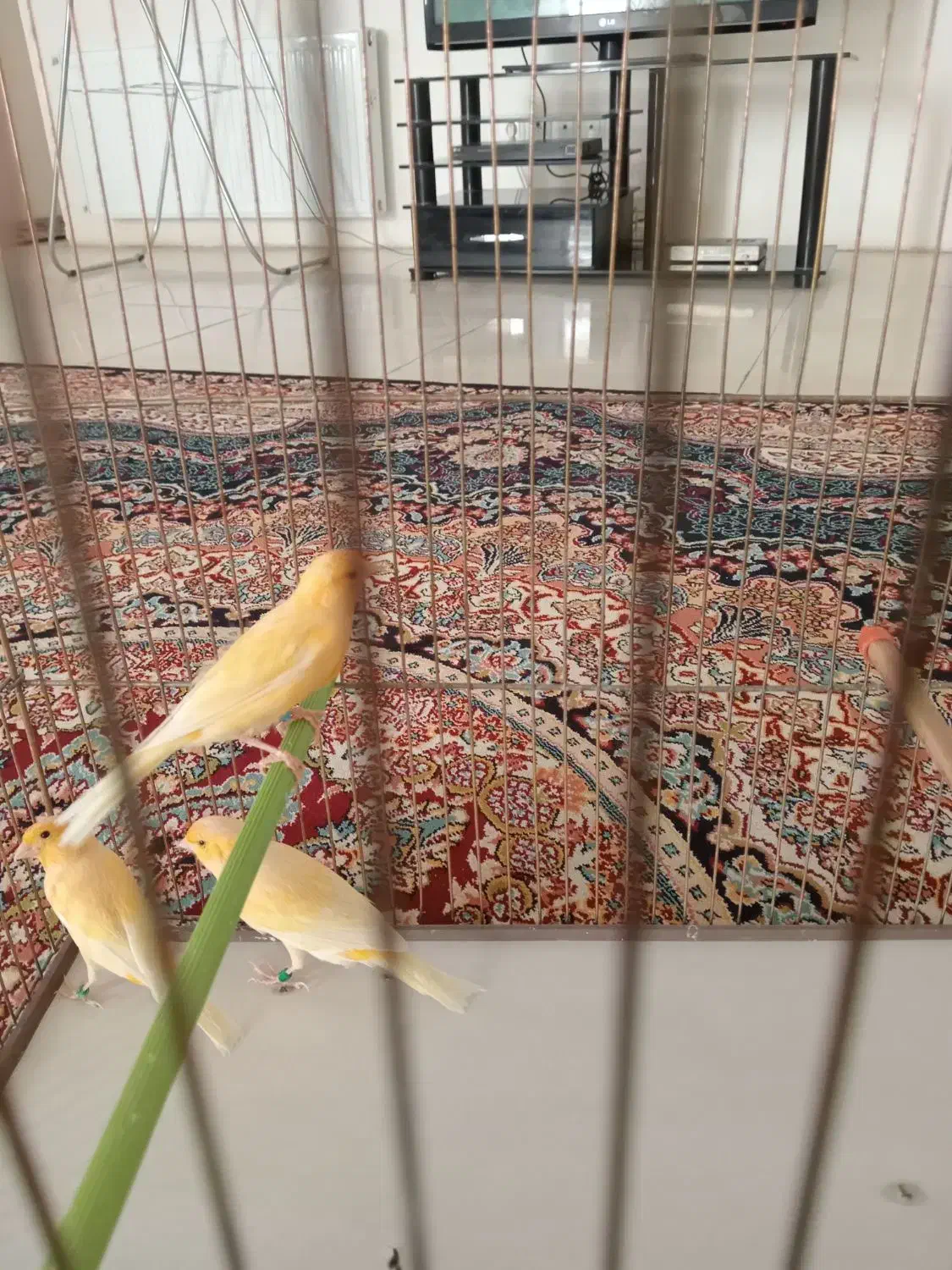 قناری نر آماده|پرنده|همدان, |دیوار