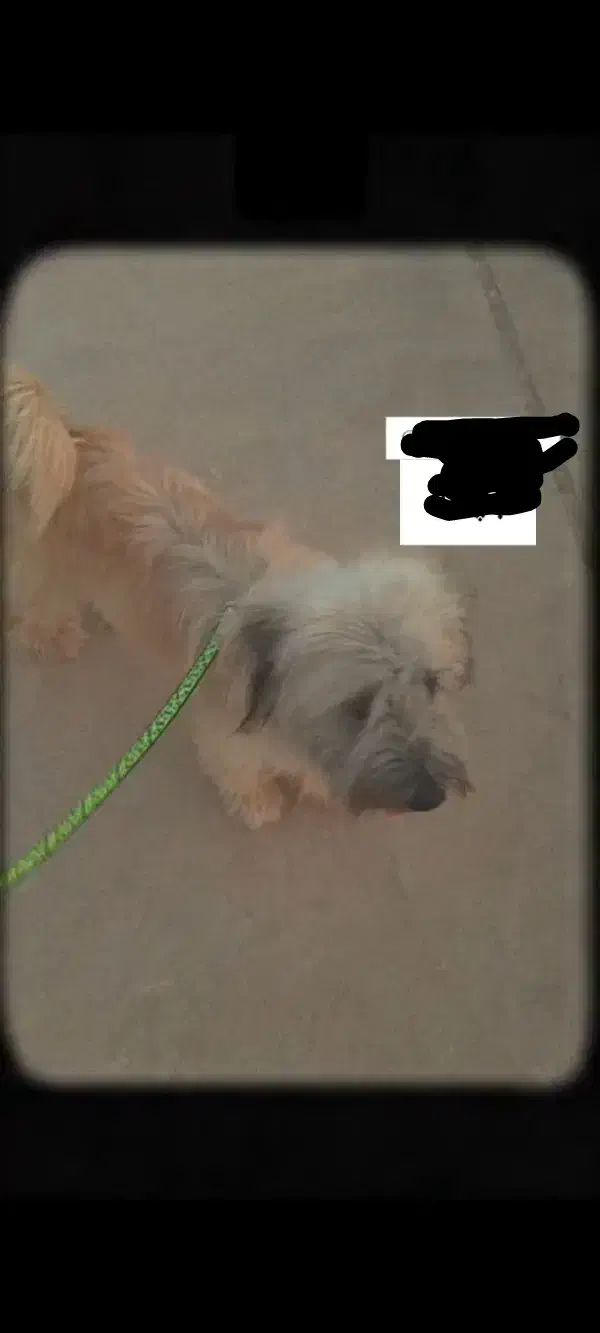 سگ شیتزو|سگ|اهرم, |دیوار