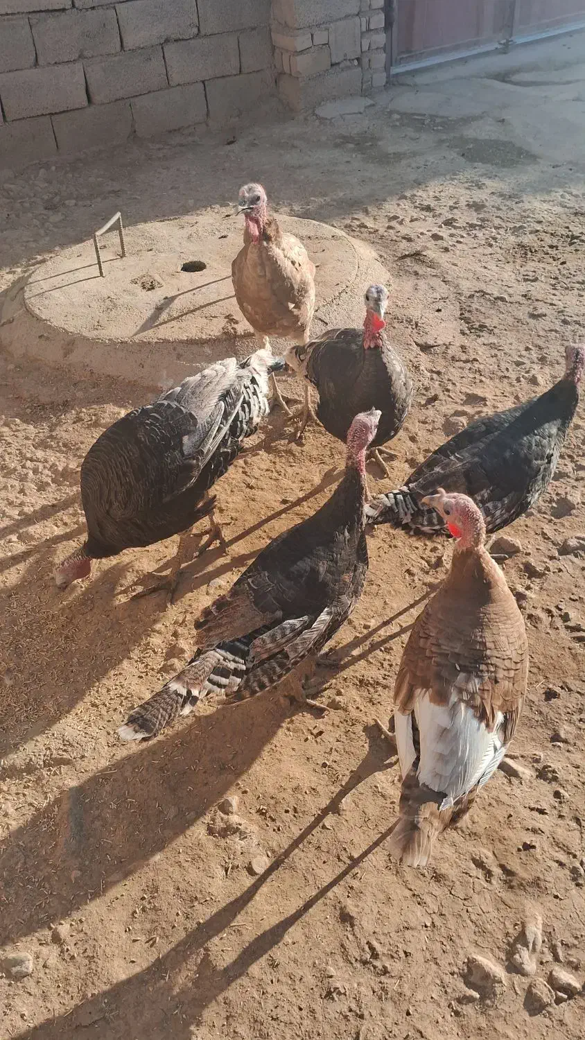 بوقلمون|حیوانات مزرعه|کاکاوند, |دیوار