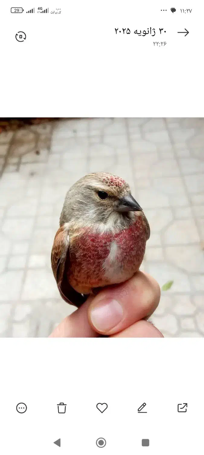 سهره|پرنده|اهواز, حصیرآباد|دیوار