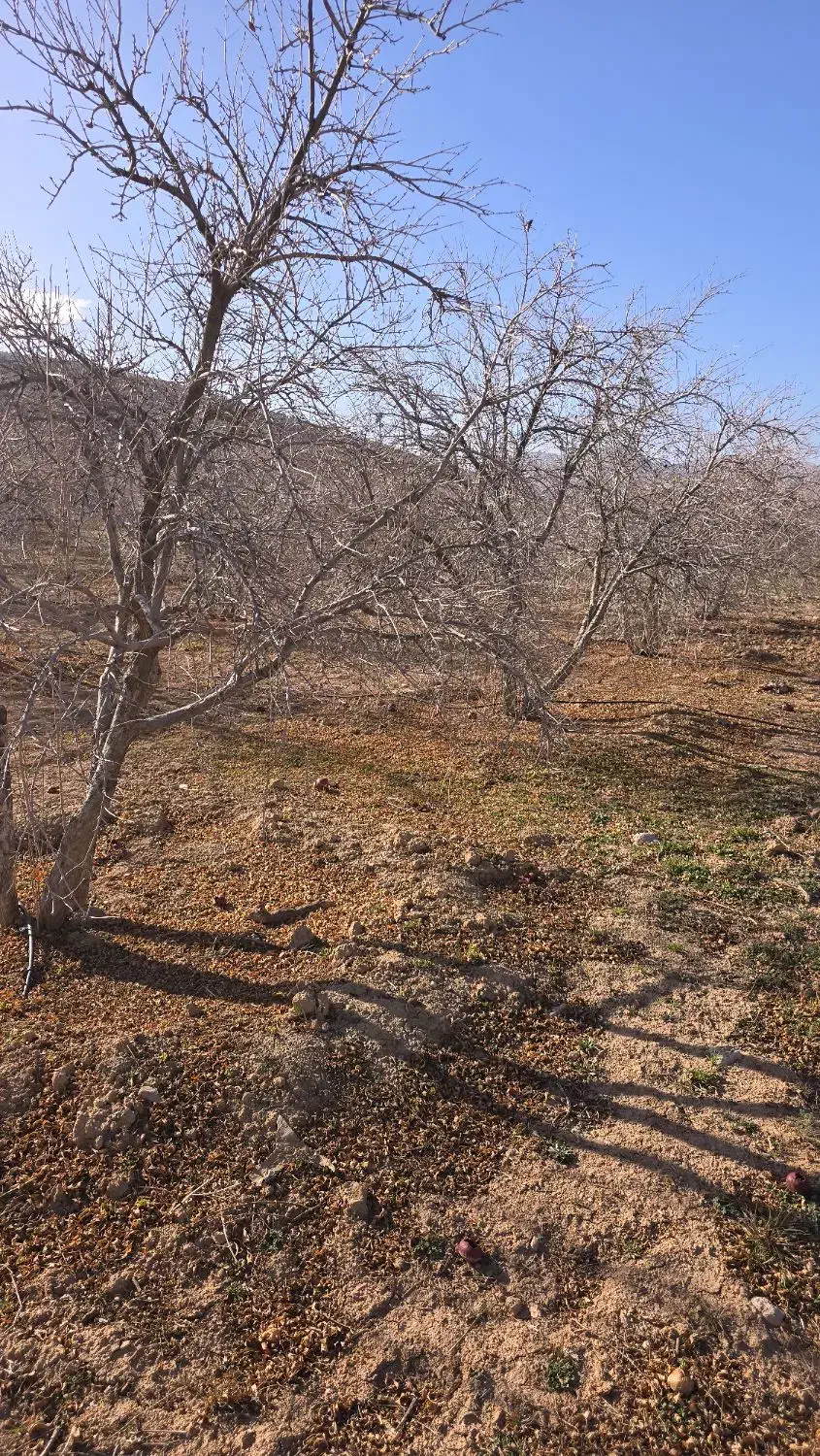 زمین کشاورزی بیضا کنار آزاد جدید|فروش دفتر صنعتی، کشاورزی، تجاری|بانش, |دیوار