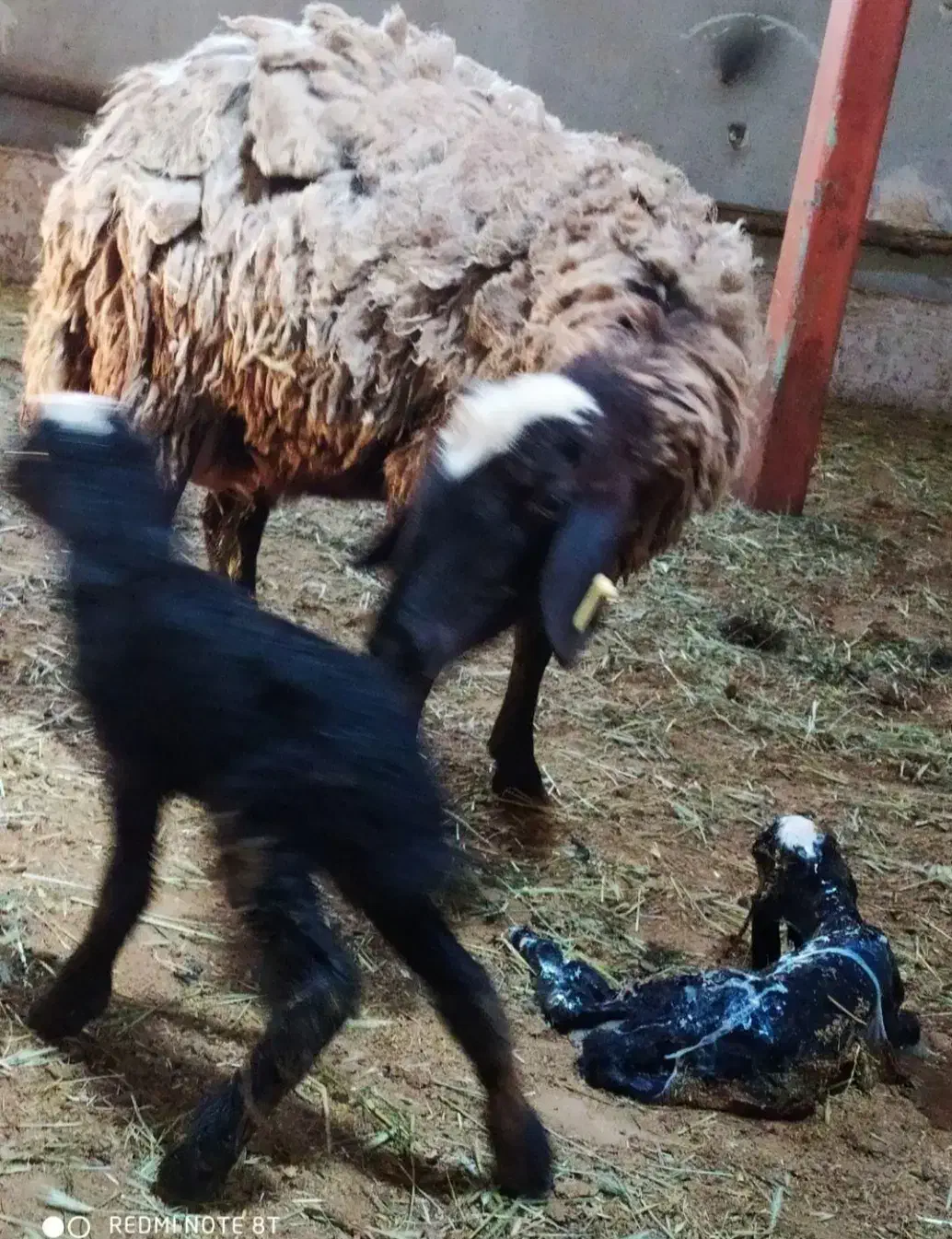 مجموعه بزرگ گوسفند شال و بره|حیوانات مزرعه|کرمان, |دیوار