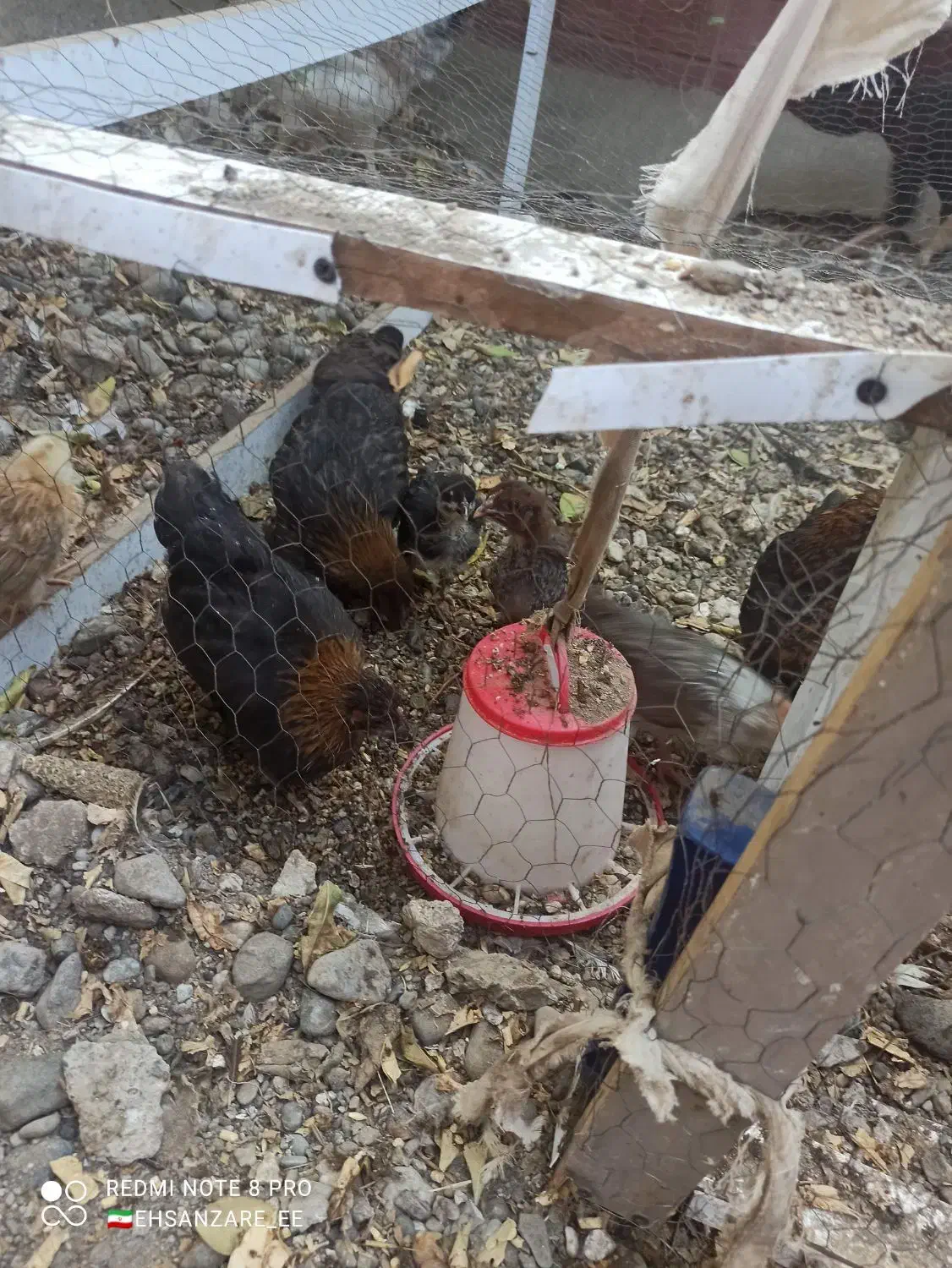 فروش چند عدد نیمچه و جوجه گلپایگانی|حیوانات مزرعه|میناب, |دیوار