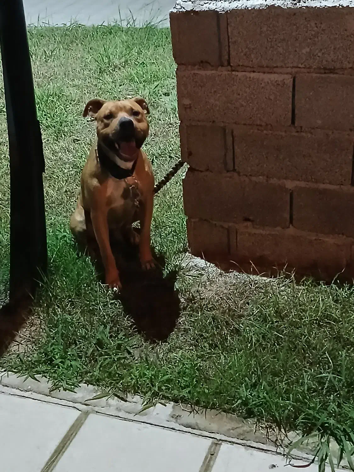 پیتبول نر اصل|سگ|بندر انزلی, زنبق|دیوار