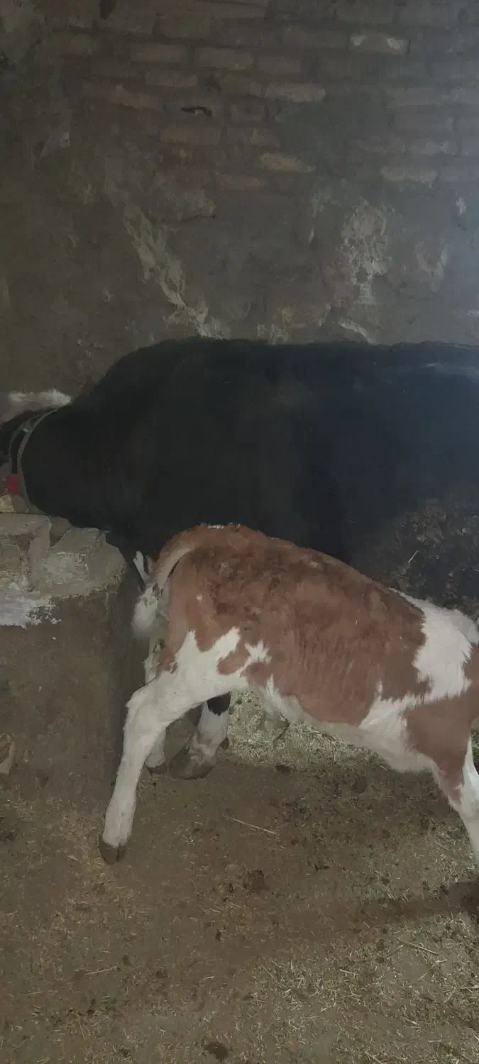 گاو گوساله|حیوانات مزرعه|قروه, |دیوار