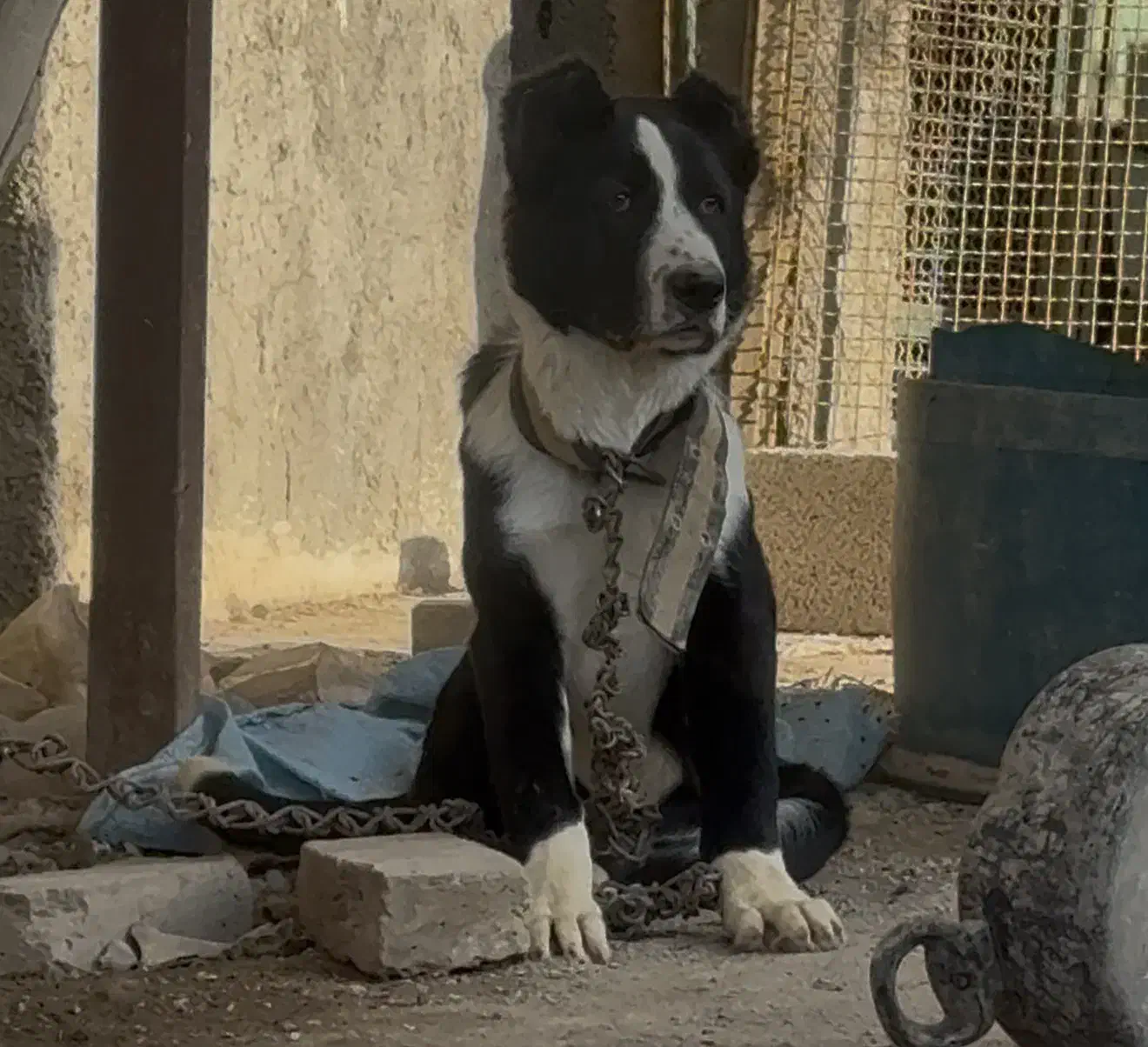 سگ توله قدرجونی|سگ|باقرشهر, |دیوار