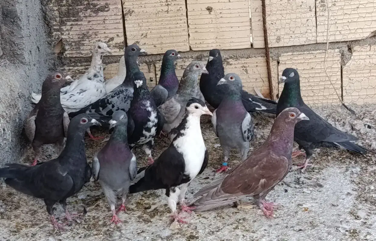 پلاکی بیرونی|پرنده|شیراز, دارالرحمه|دیوار