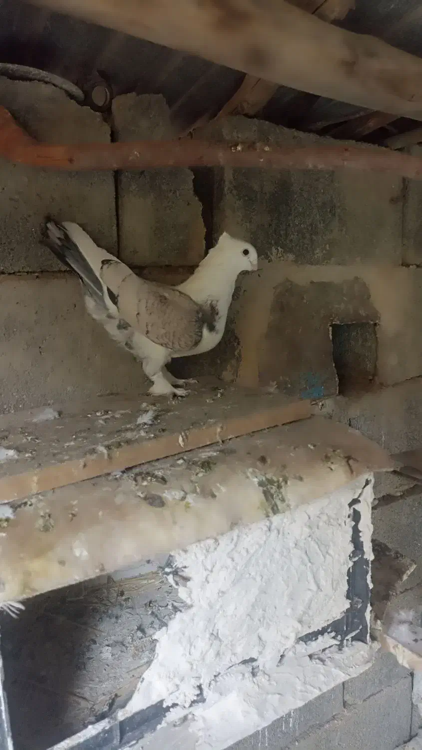 کبوتر  نر .ماده|پرنده|جوانرود, |دیوار