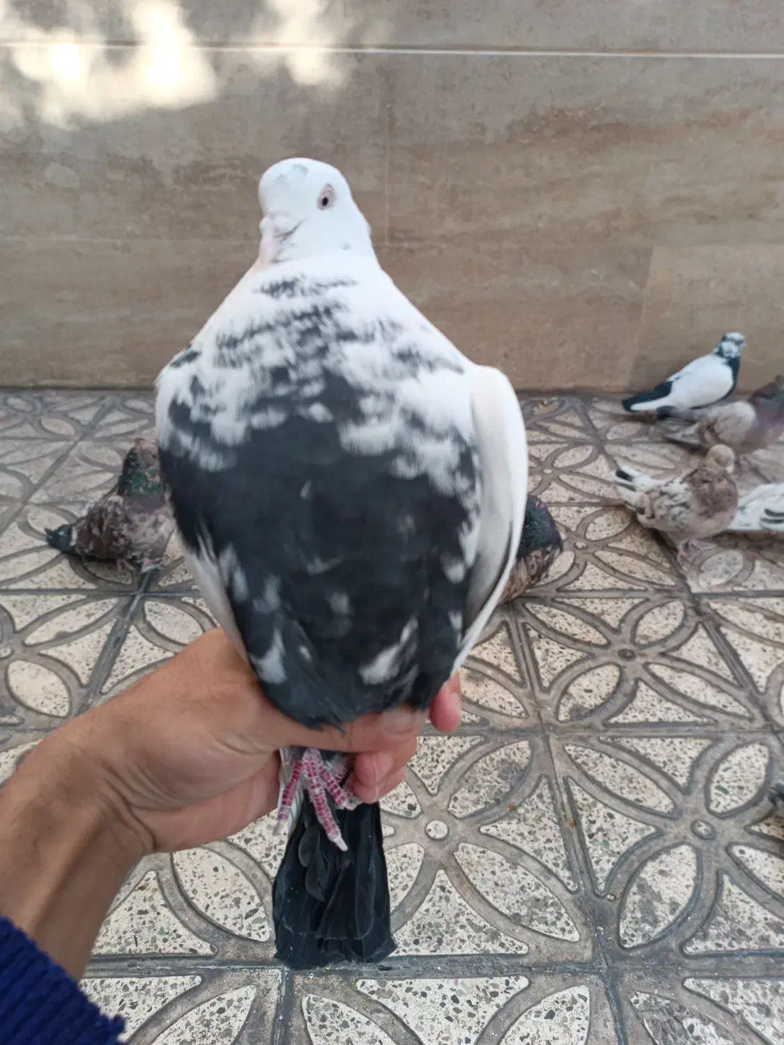 دمبی|پرنده|شاهرود, |دیوار