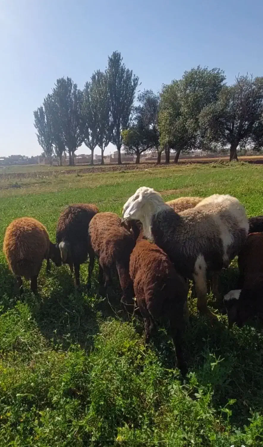 قوچ پلنگی|حیوانات مزرعه|هریس, |دیوار