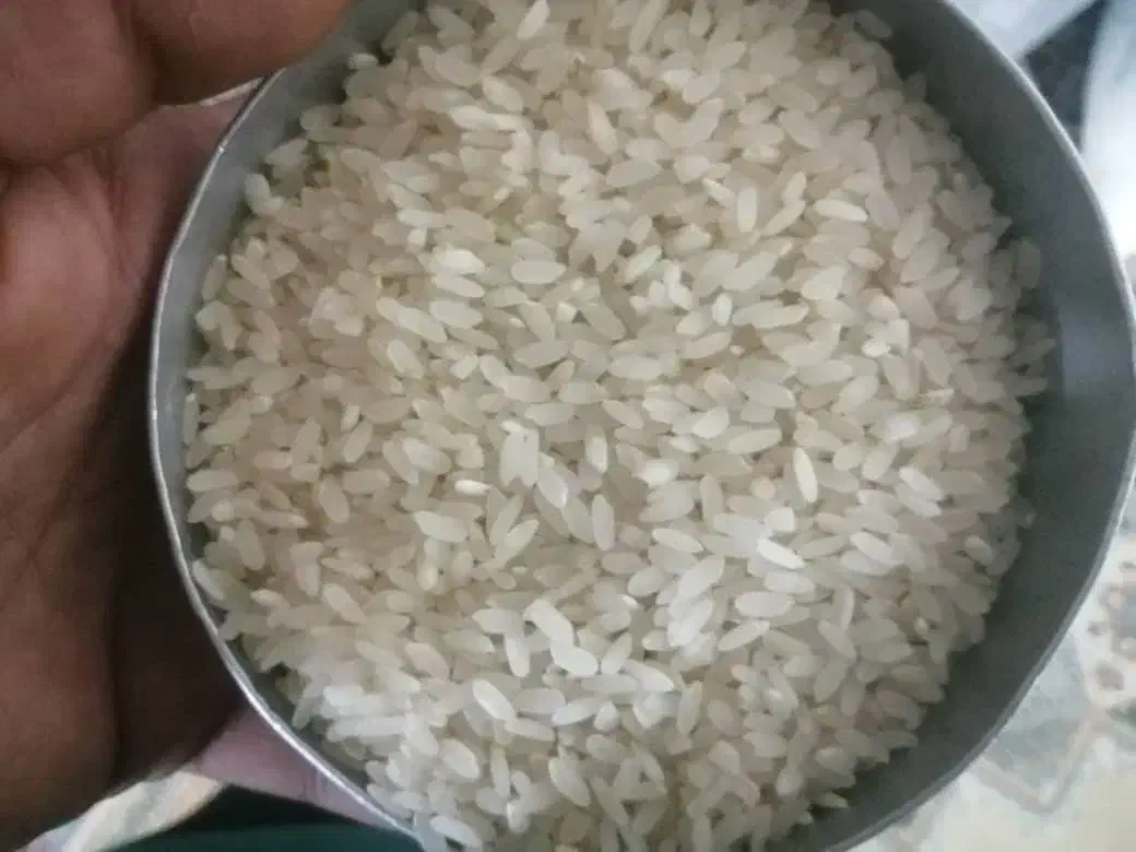 برنج کامفیروزی خوش پخت و طعم به شرط تناژ|خوردنی و آشامیدنی|کامفیروز, |دیوار