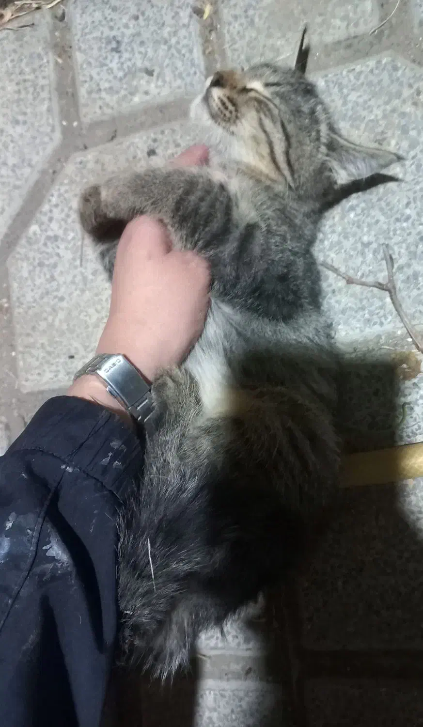 بچه گربه لوس و آروم|گربه|همدان, |دیوار