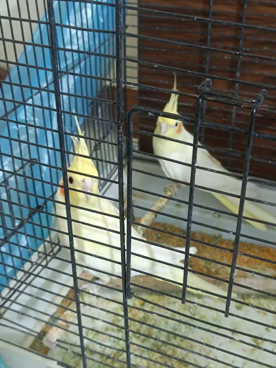 یه جفت نر و ماده عروس هلندی خوشگل و شیطون|پرنده|ری, دیلمان|دیوار