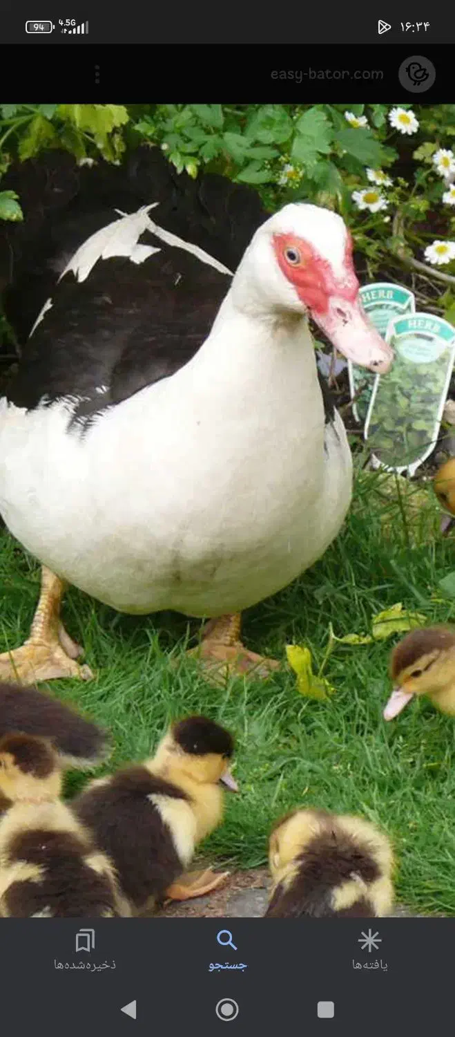 اردک ماده|حیوانات مزرعه|کلاله, |دیوار