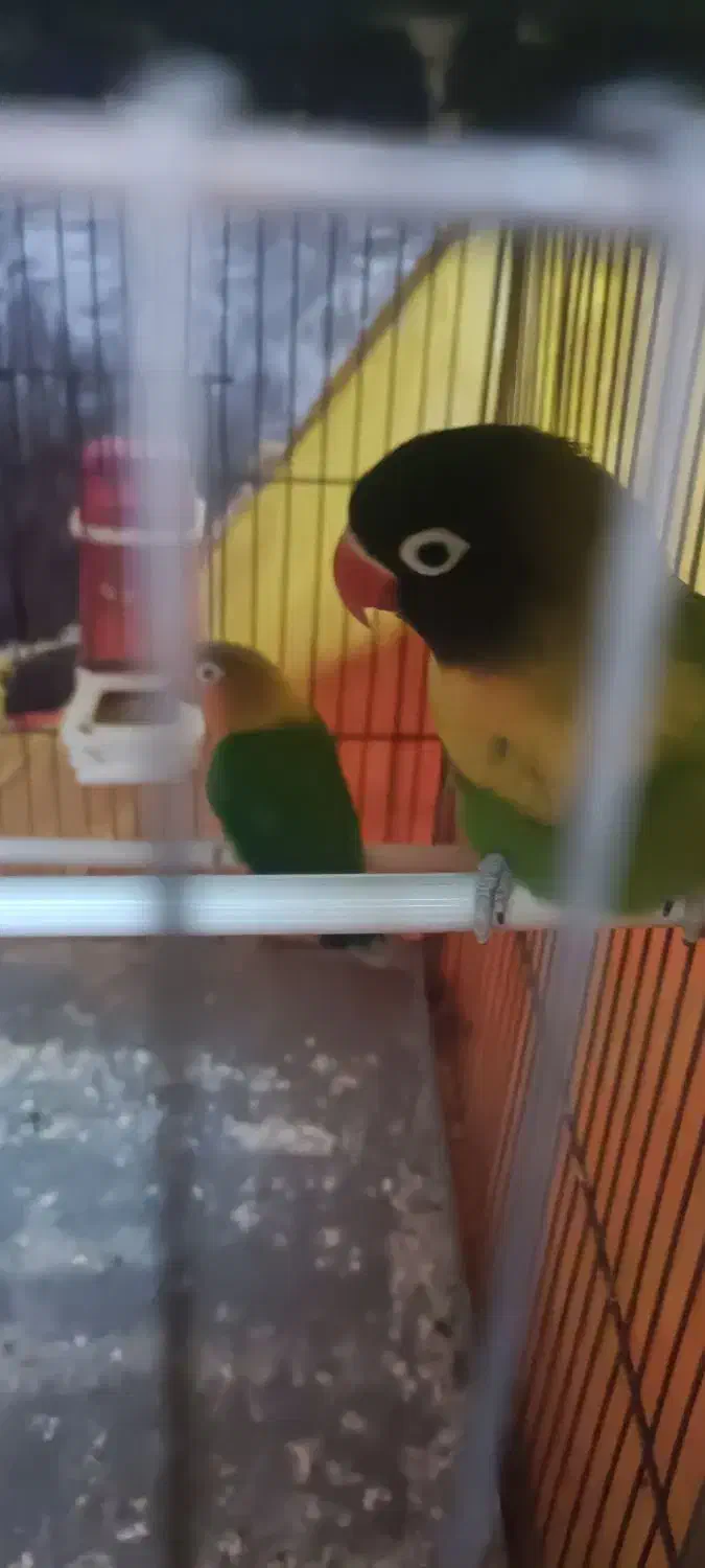 کوتوله و مرغ عشق|پرنده|میبد, |دیوار