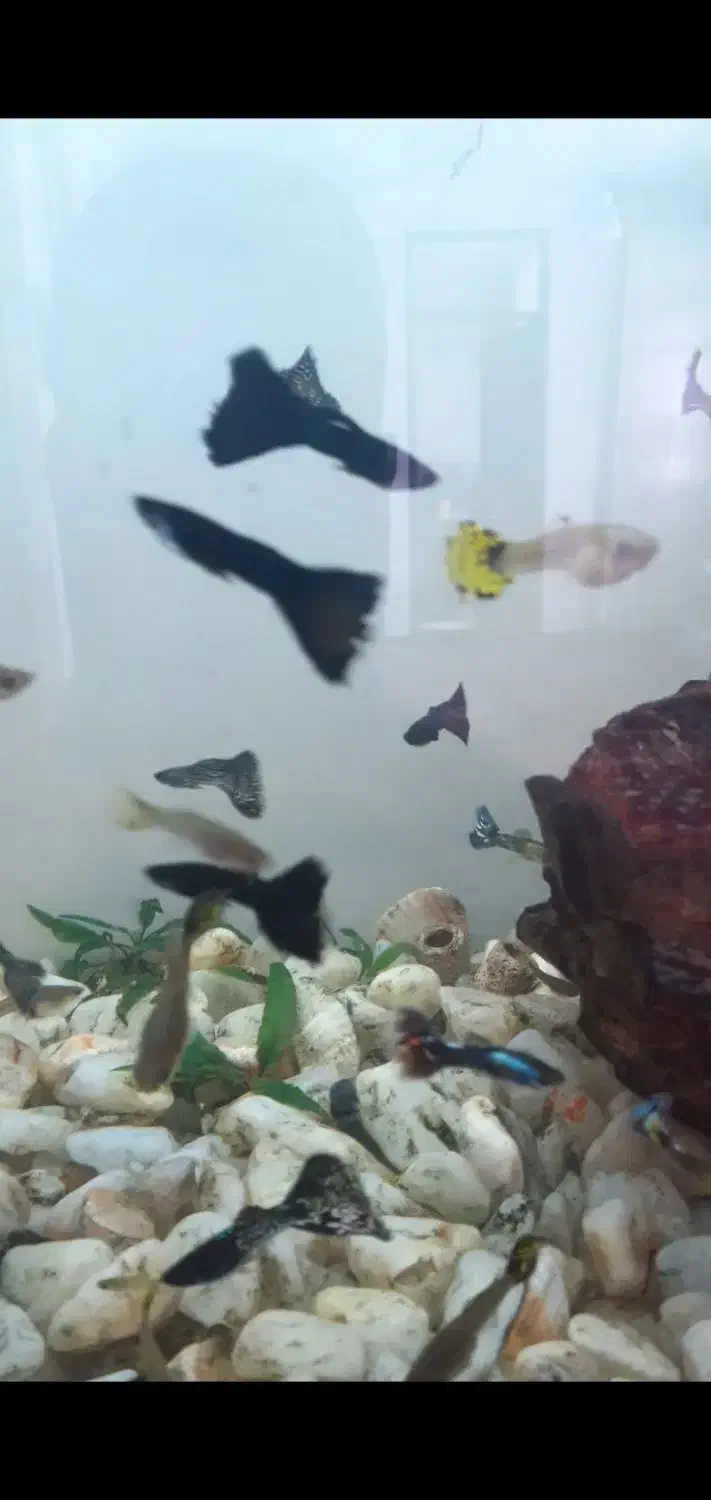 ماهی گوپی|ماهی|اهر, |دیوار