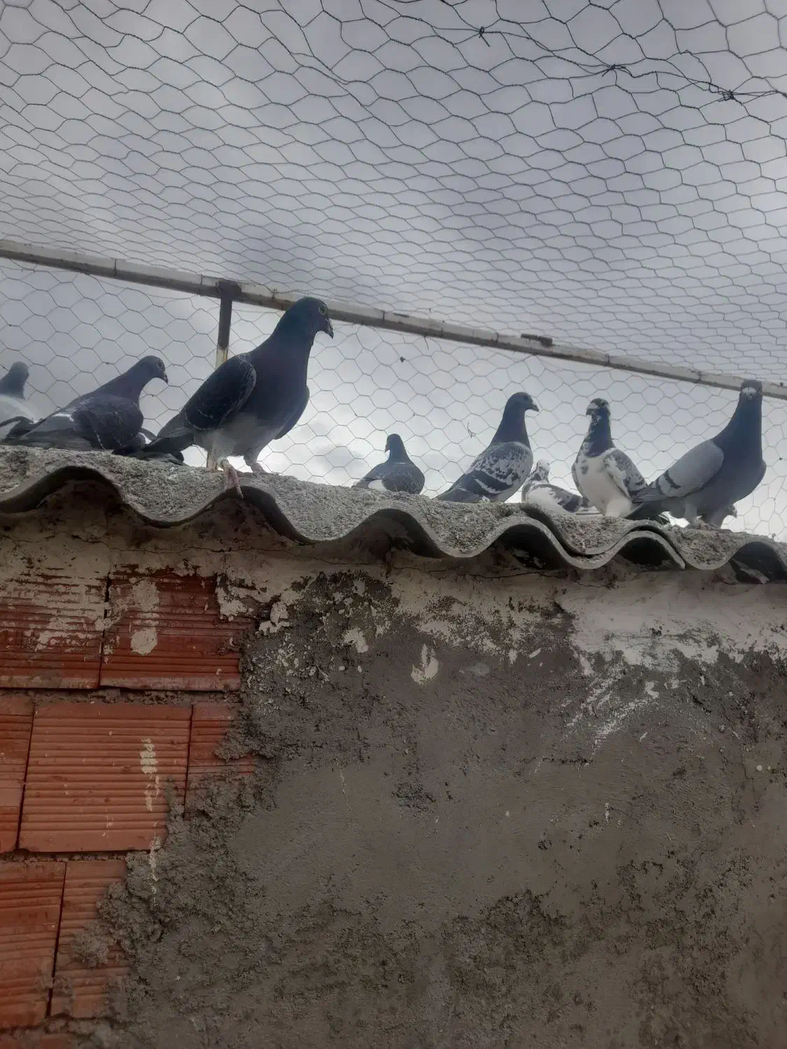 کبوتر دوبر|پرنده|اردبیل, |دیوار