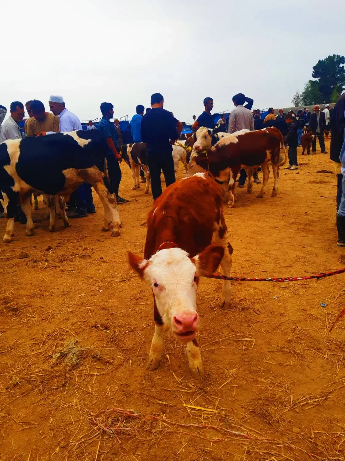 بهترین جنس کشور|حیوانات مزرعه|سیجوال, |دیوار