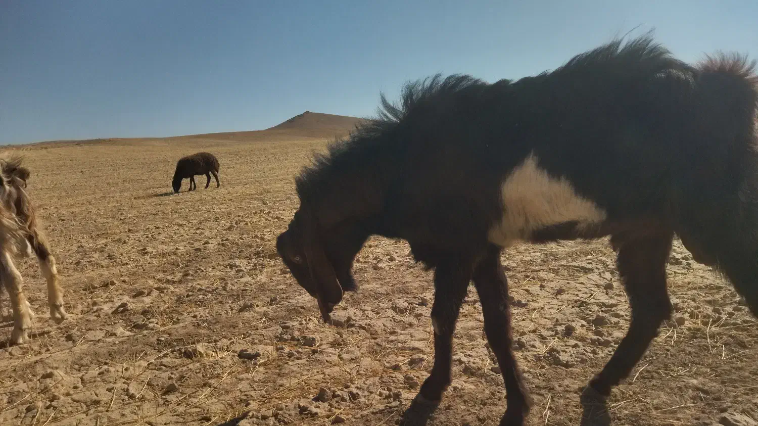 نربز نژاد دار|حیوانات مزرعه|همدان, |دیوار