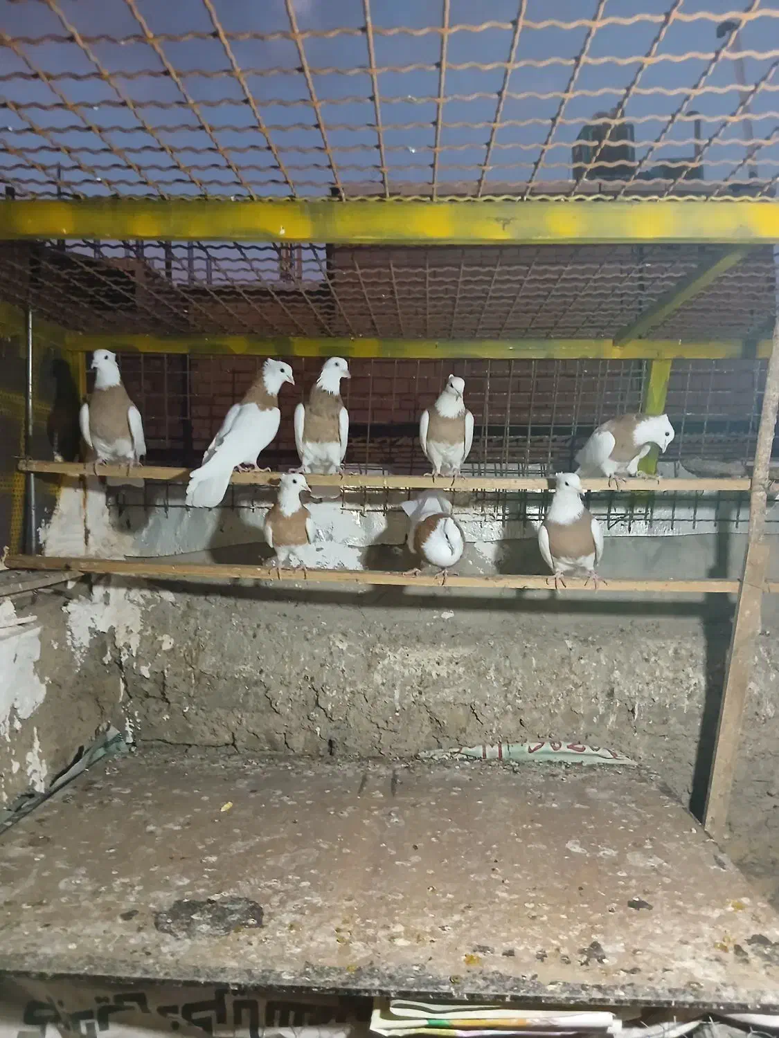 طوقی زرد کاکولی مهر|پرنده|قرچک, شهرک الحدید|دیوار