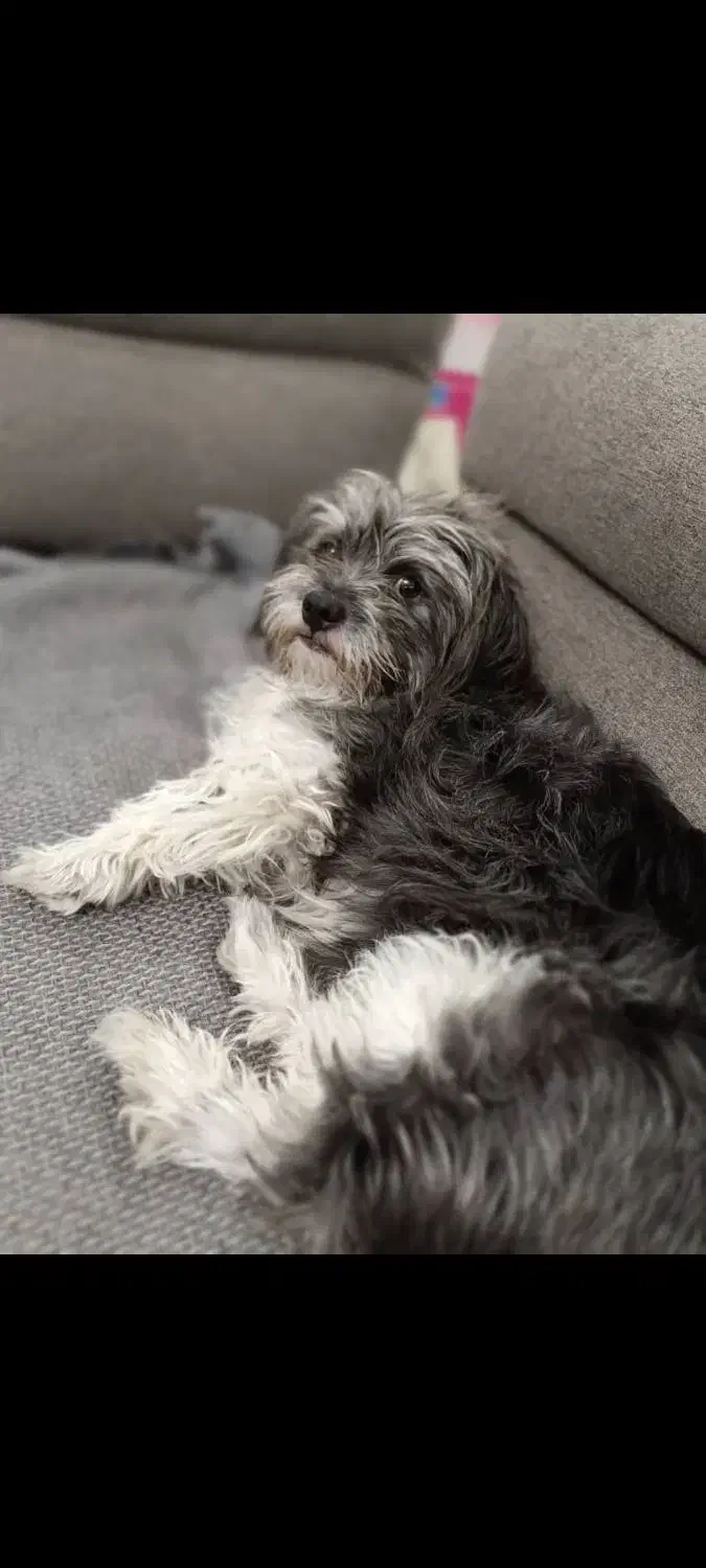 گمشده|سگ|کوهدشت, |دیوار