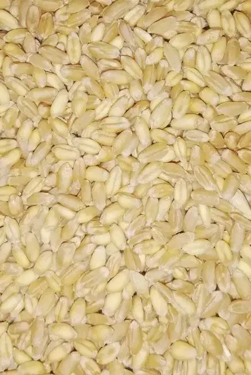 گندم بذری بکراس|خدمات باغبانی و درختکاری|شهرکرد, |دیوار