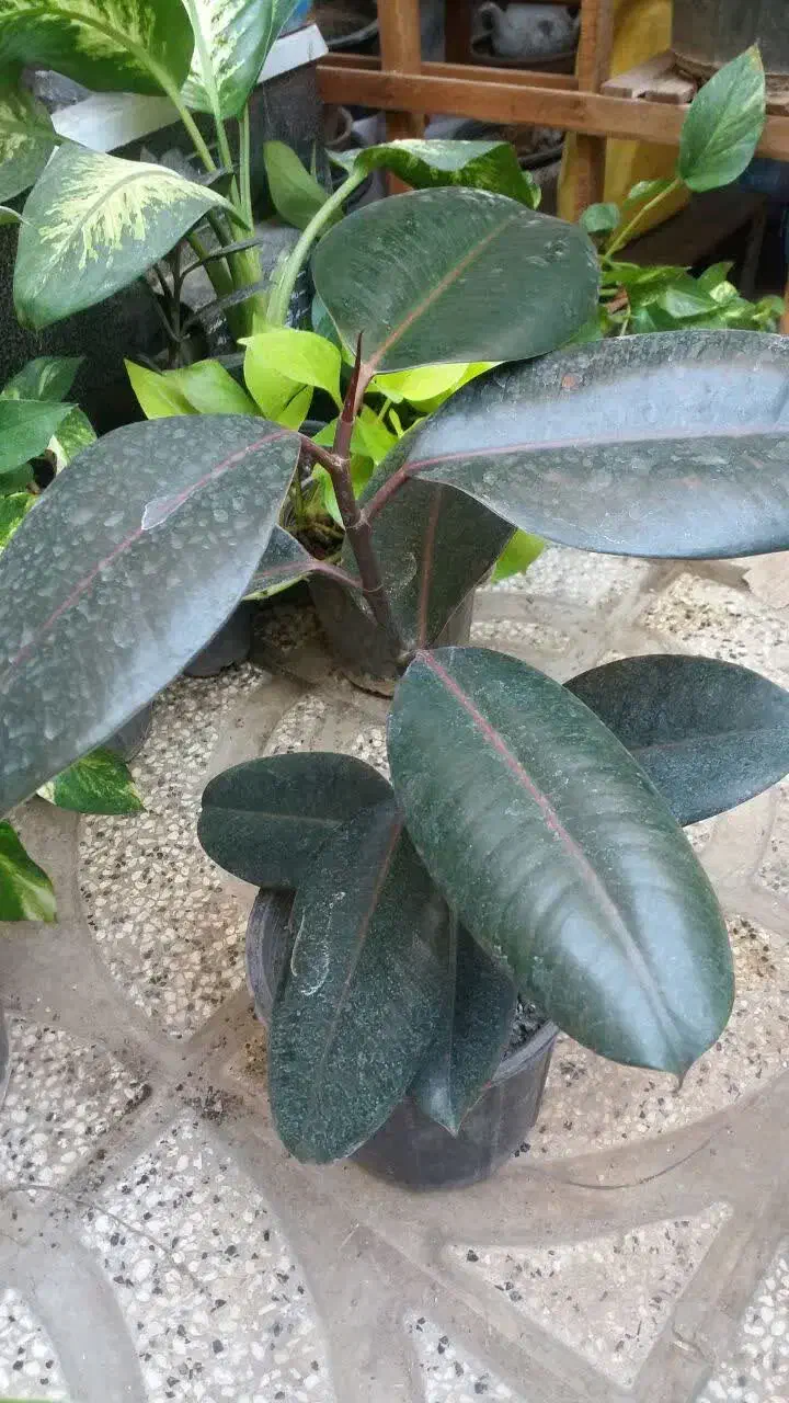 گل طبیعی نو از گلخانه|گل و گیاه طبیعی|مشهد, خواجه ربیع|دیوار