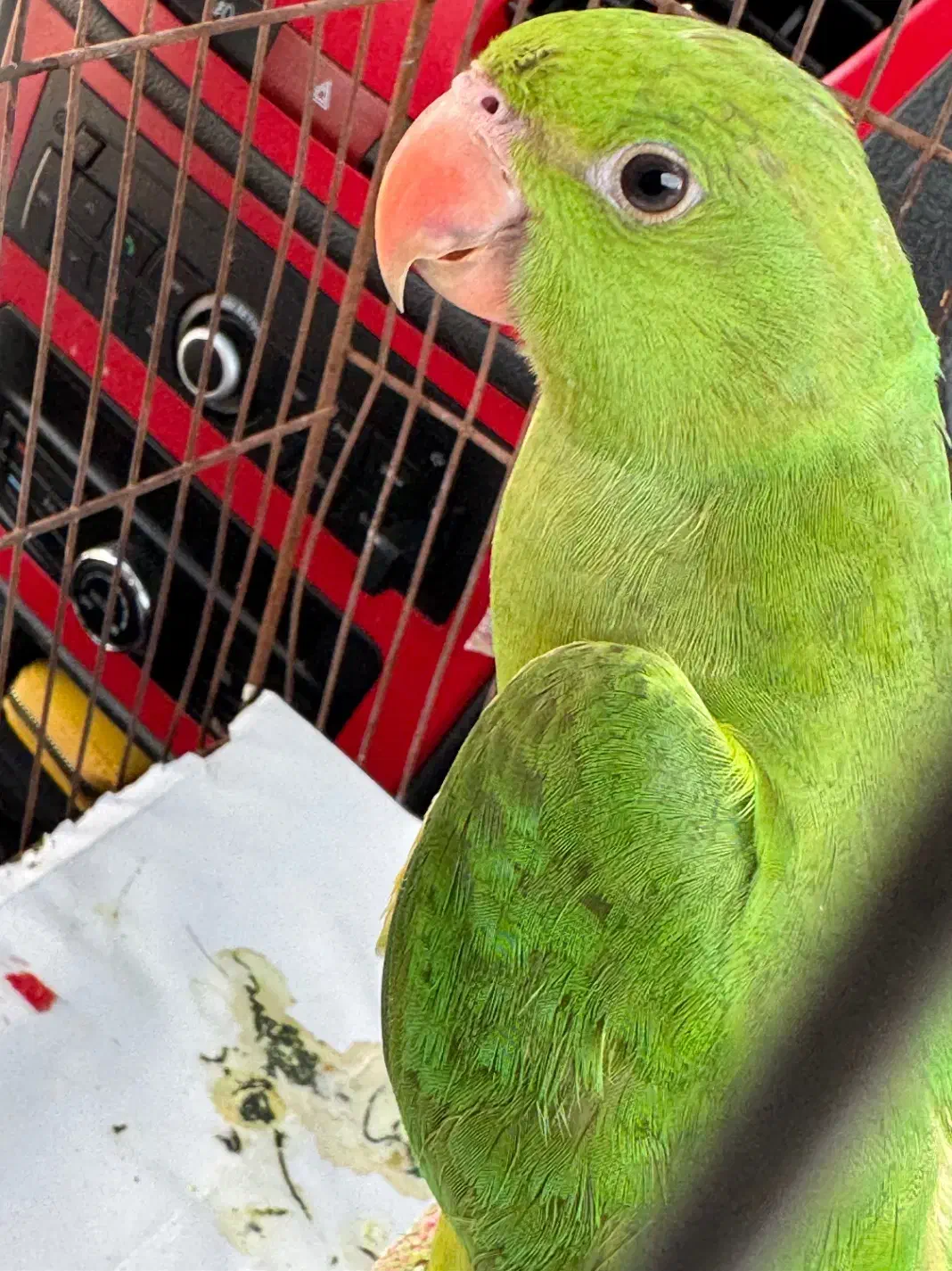 ملنگو|پرنده|فراشبند, |دیوار