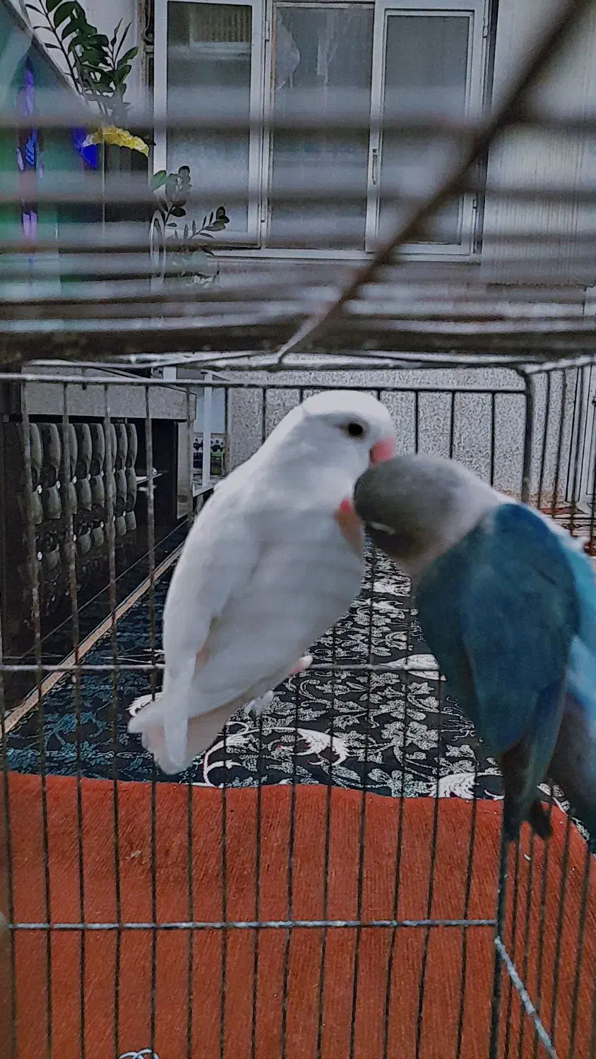 کوتوله برزیلی|پرنده|فسا, |دیوار