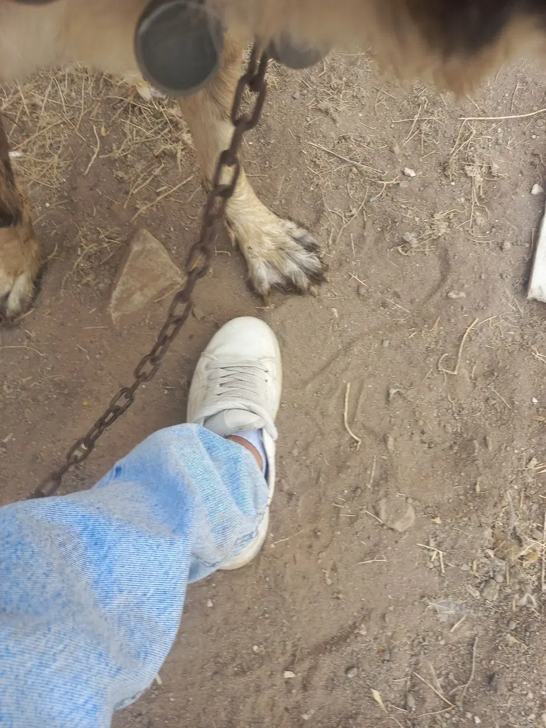 سگ ماده|سگ|قم, بوستان علوی|دیوار