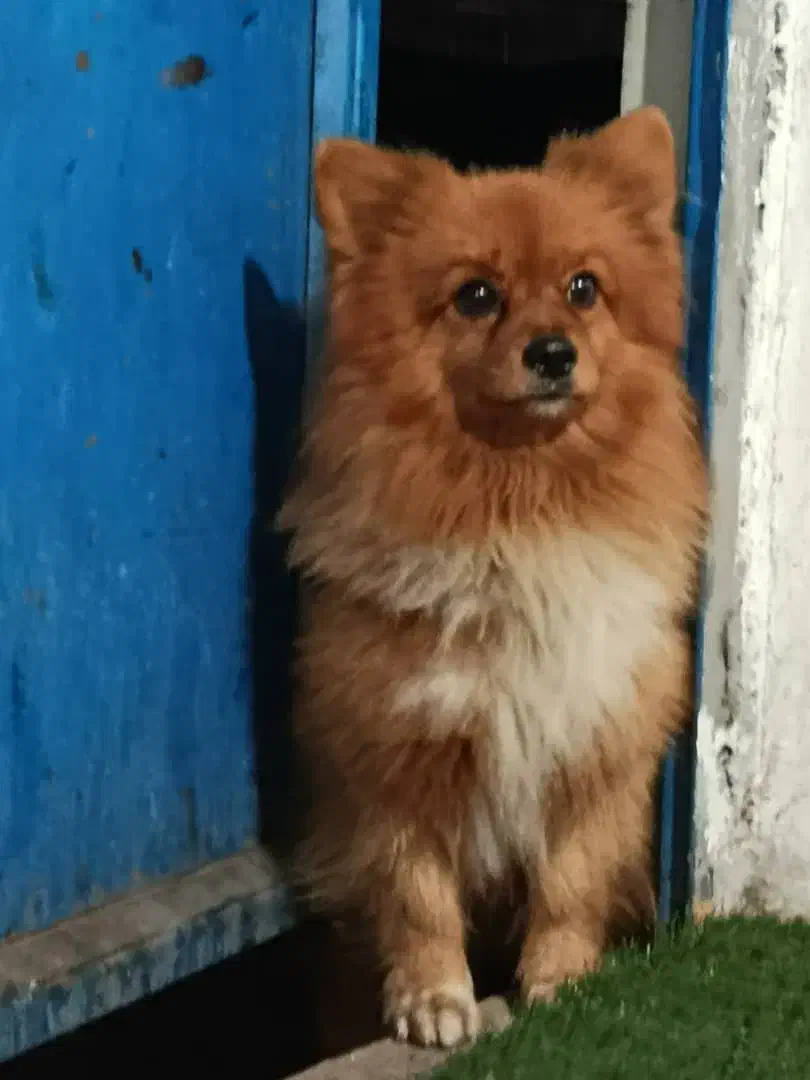 سگ پامر خرسی|سگ|بندر انزلی, لیچارگی حسن رود|دیوار