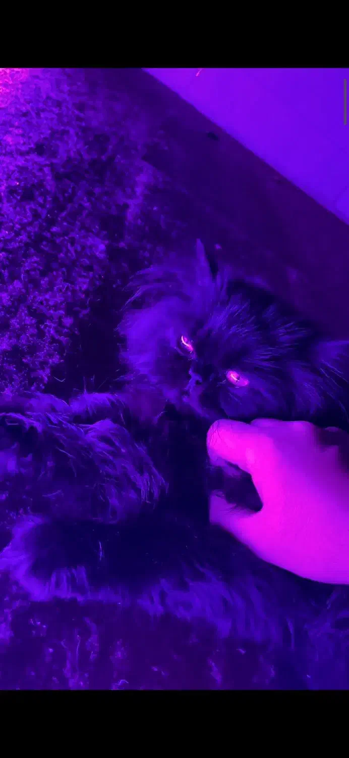 گربه پرشین فول مشکی|گربه|نیشابور, کوی فرهنگیان|دیوار