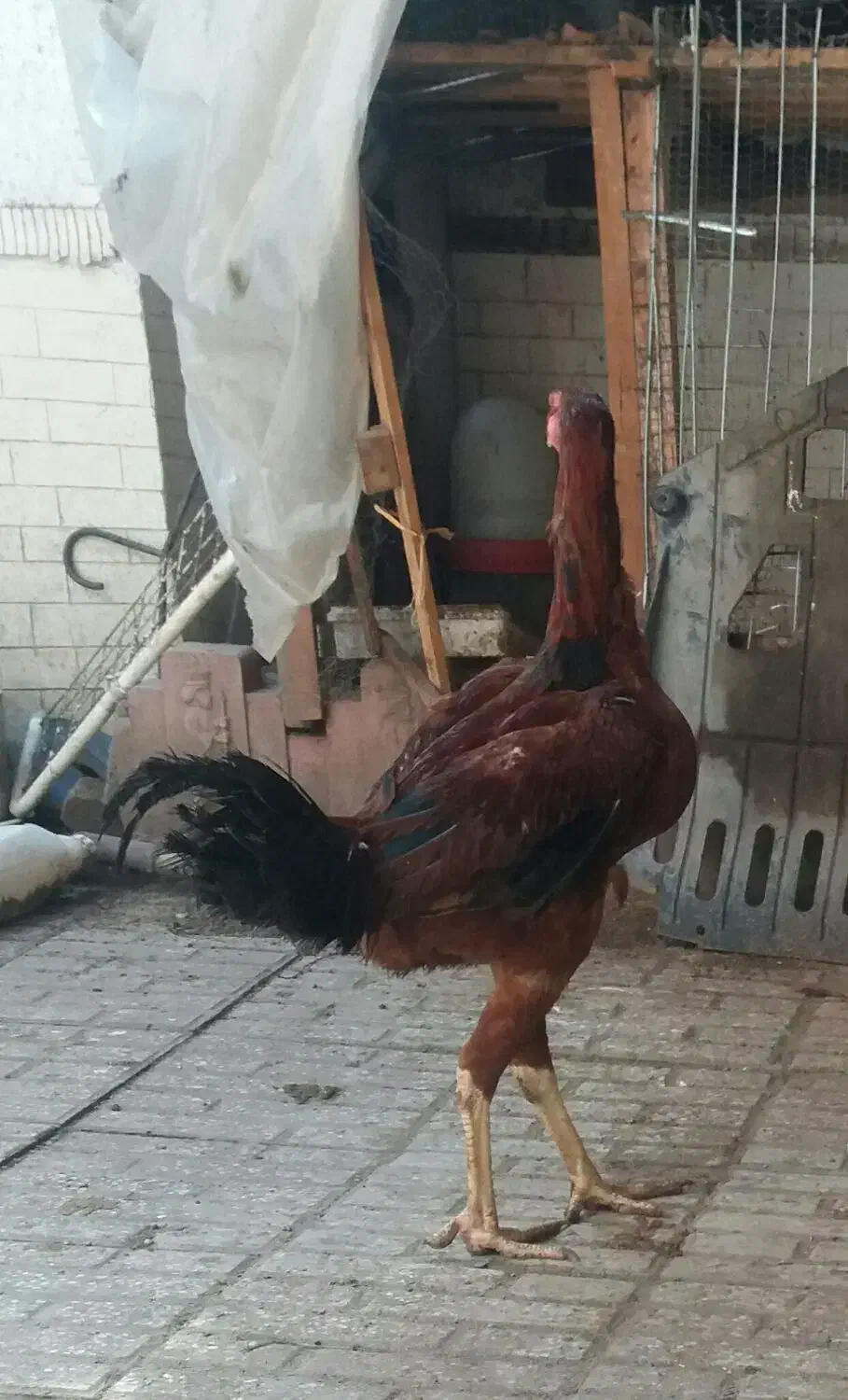 تعدادی مرغ وخروس وجوجه لاری نجات افغان|حیوانات مزرعه|قائمشهر, |دیوار