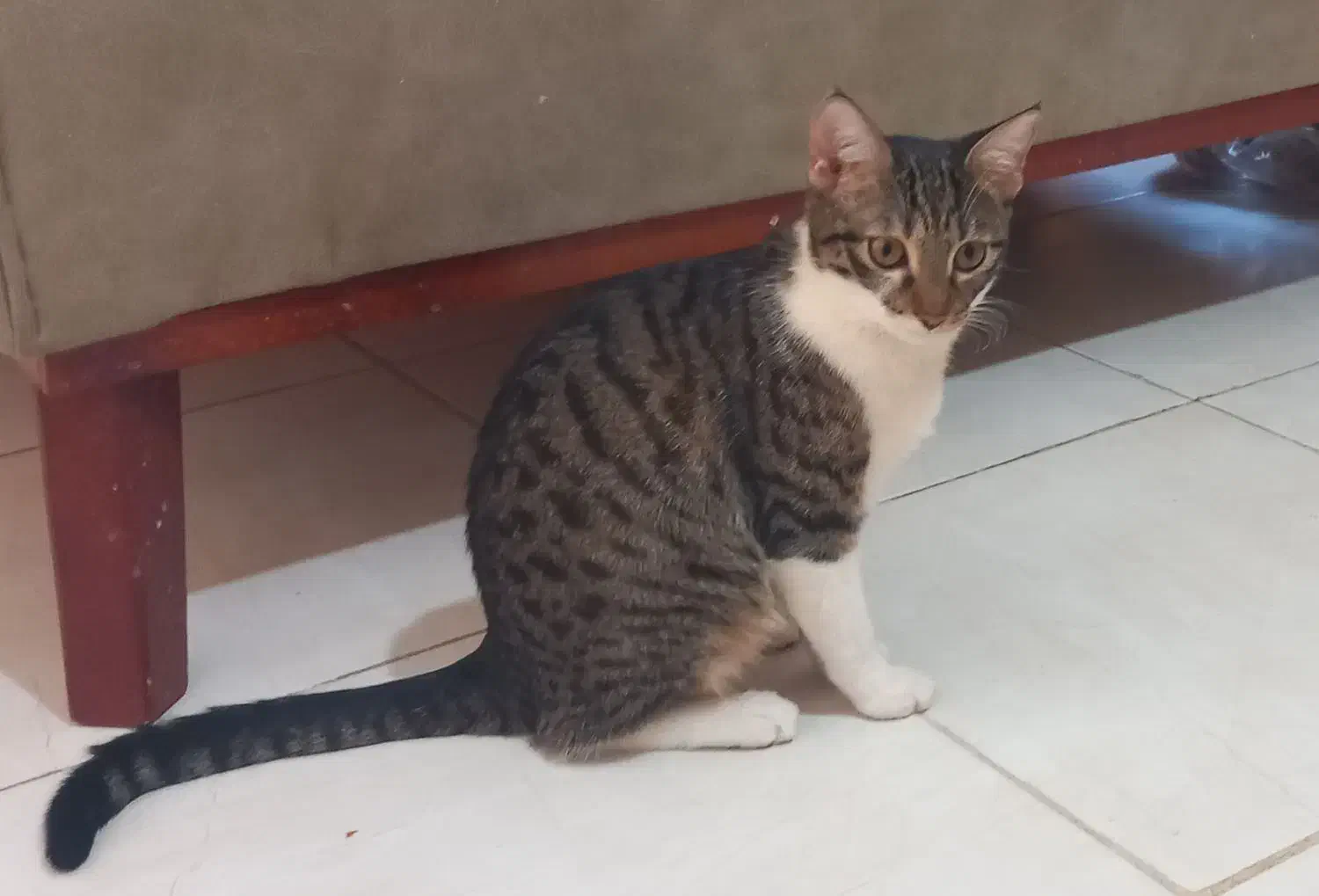 گربه واگذاری|گربه|گرگان, |دیوار