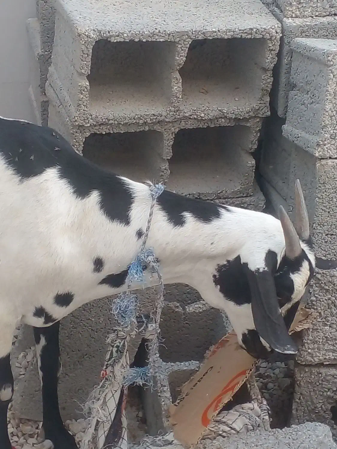 حیوانات مزرعه|حیوانات مزرعه|بندر کنگان, |دیوار