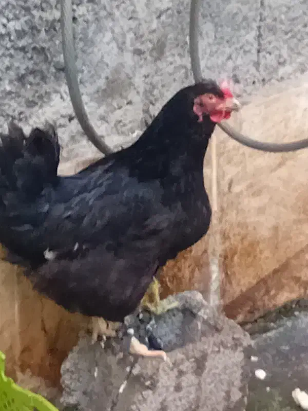 مرغ|حیوانات مزرعه|رشت, عینک|دیوار