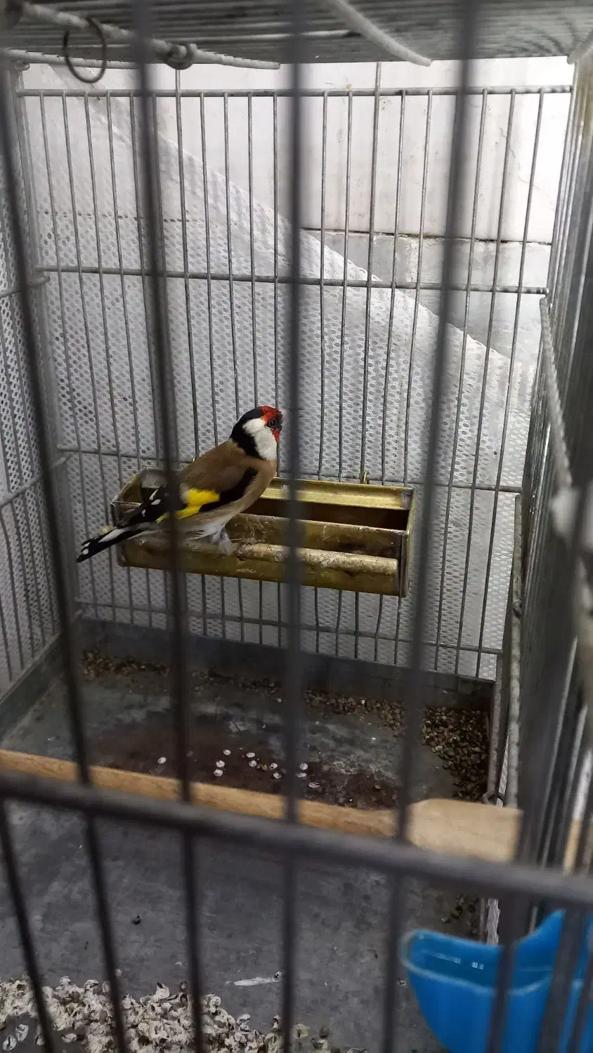 سهره لرستان یه ماه قفس و گردن کلفت|پرنده|چهارباغ, |دیوار