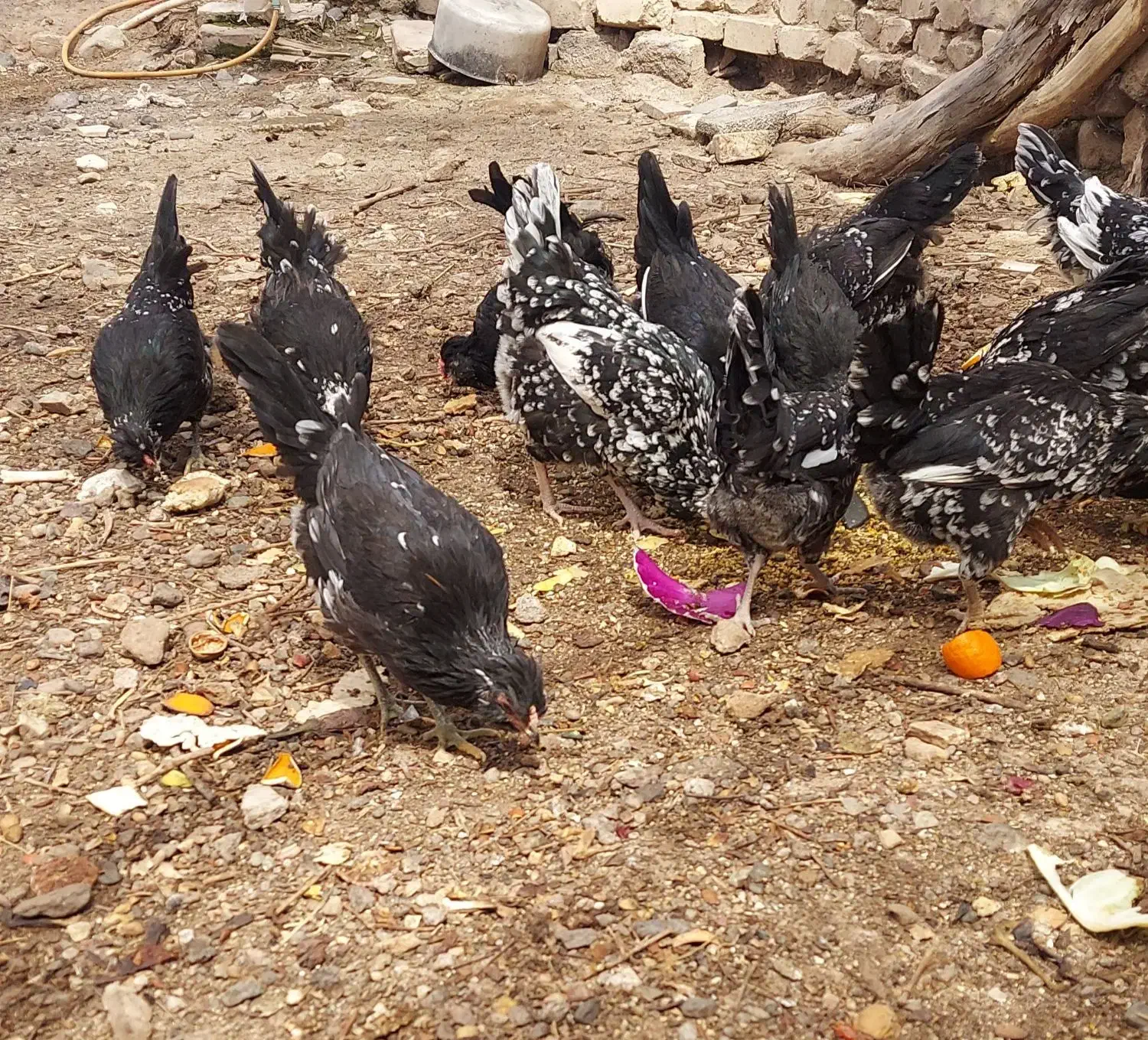 تخم مرغ نطفه دار نژاد گلین|حیوانات مزرعه|رفسنجان, |دیوار