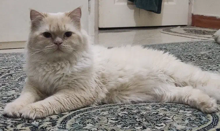 گربه پرشین اسکاتیش|گربه|قزوین, |دیوار