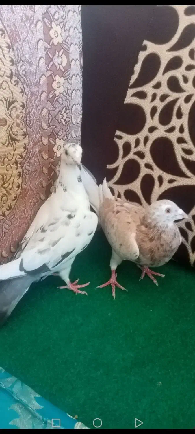 کبو تر پلاکی|پرنده|بابا حیدر, |دیوار