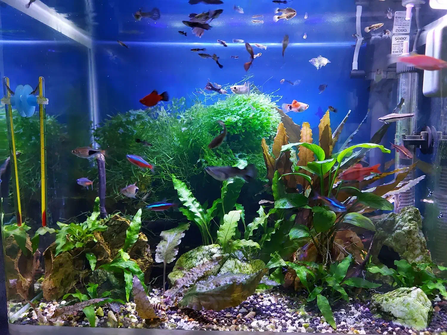 آکواریوم گیاهی|ماهی|همدان, |دیوار