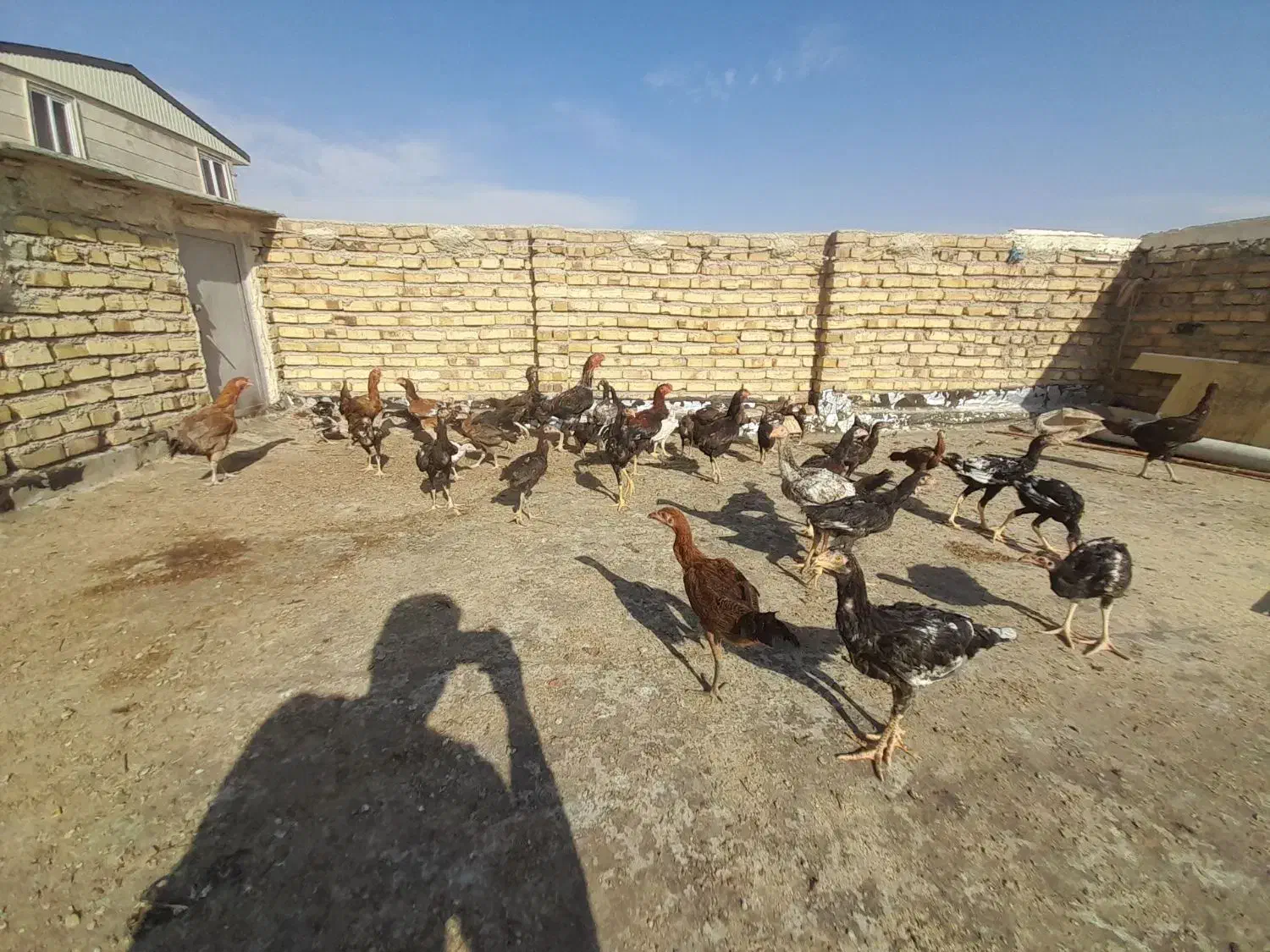 لاری|حیوانات مزرعه|تاکستان, |دیوار