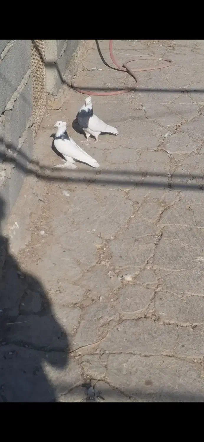 طوقی|پرنده|محمدشهر, محمدشهر|دیوار